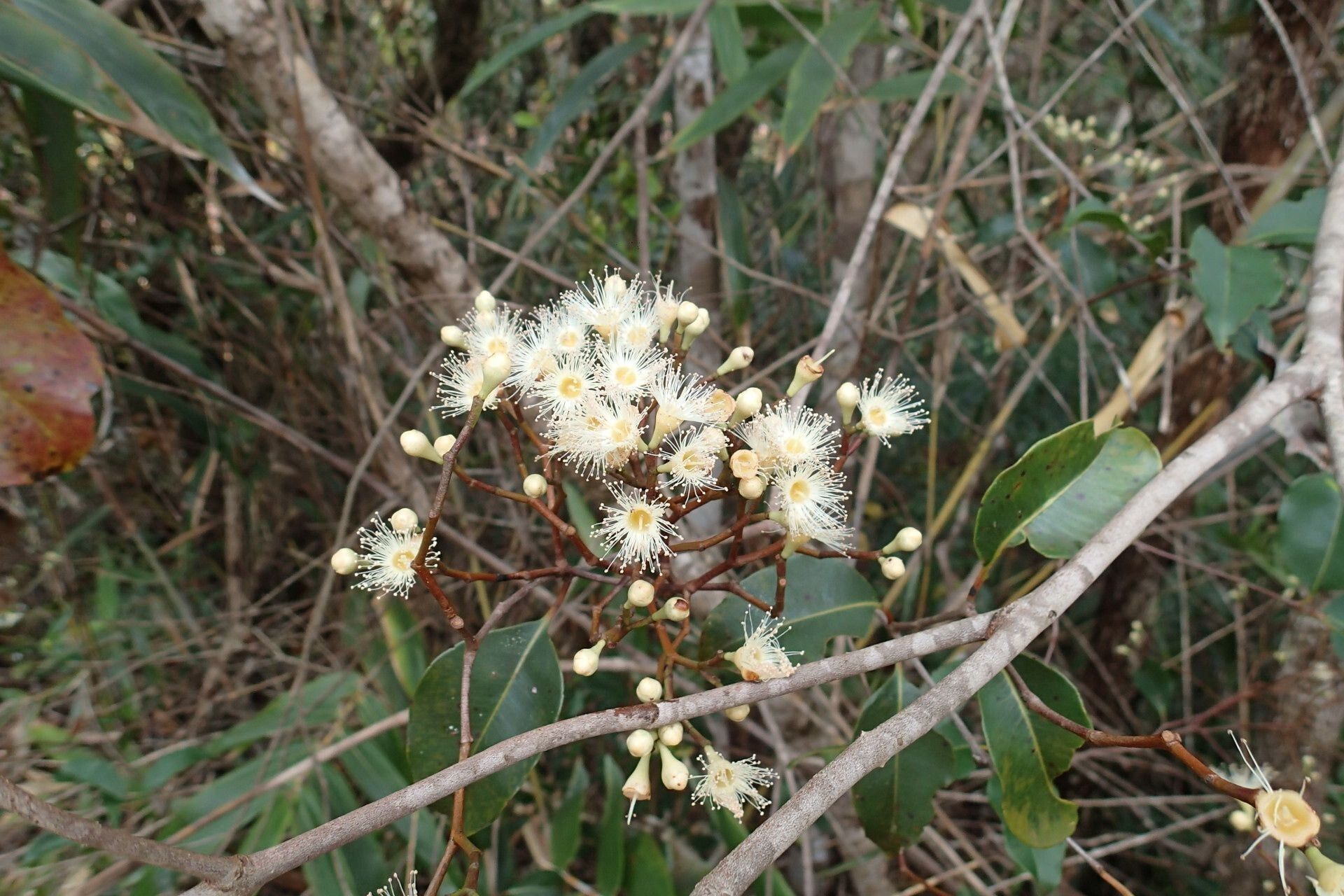 Syzygium austrocaledonicum flower