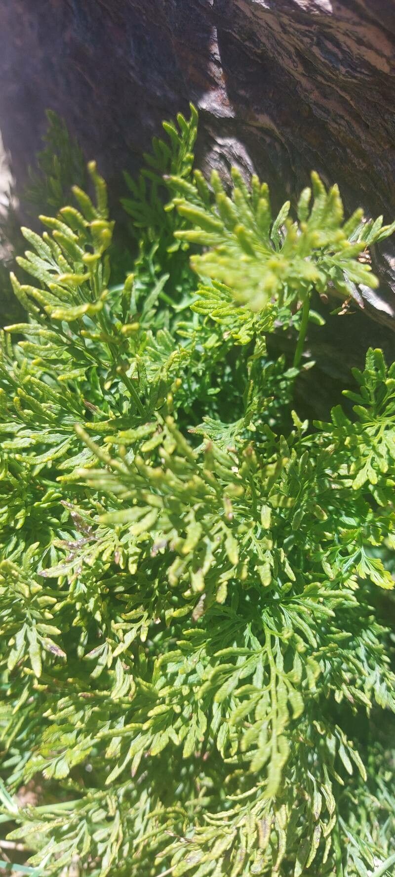 Cryptogramma crispa flower