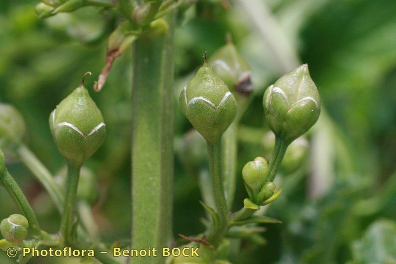 Scrophularia sublyrata fruit