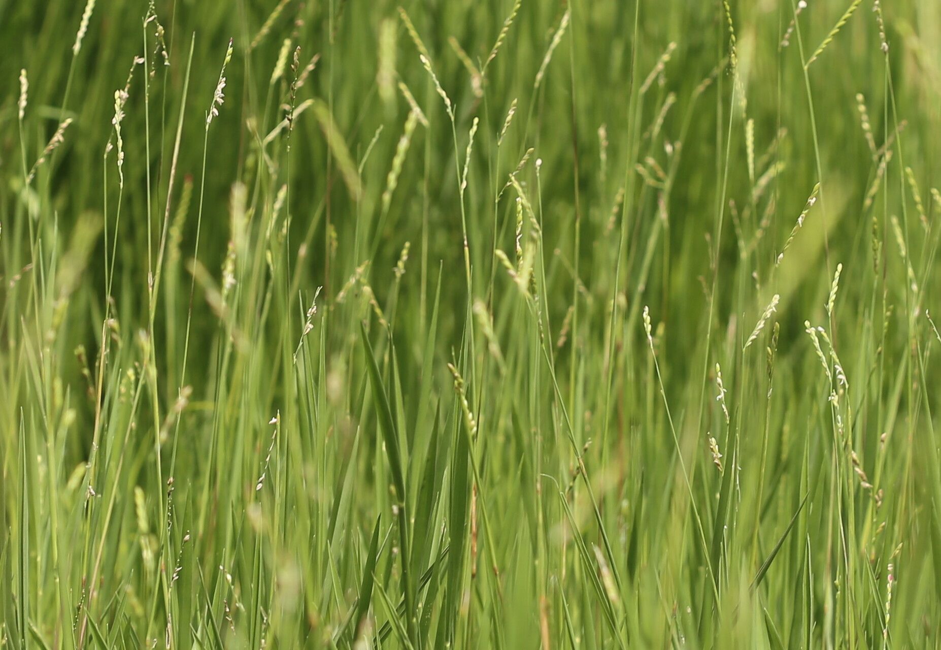 Urochloa dictyoneura habit