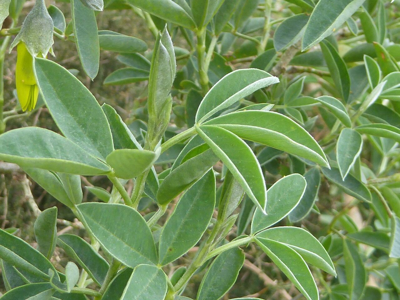 Anagyris foetida — search result for 'Greece'