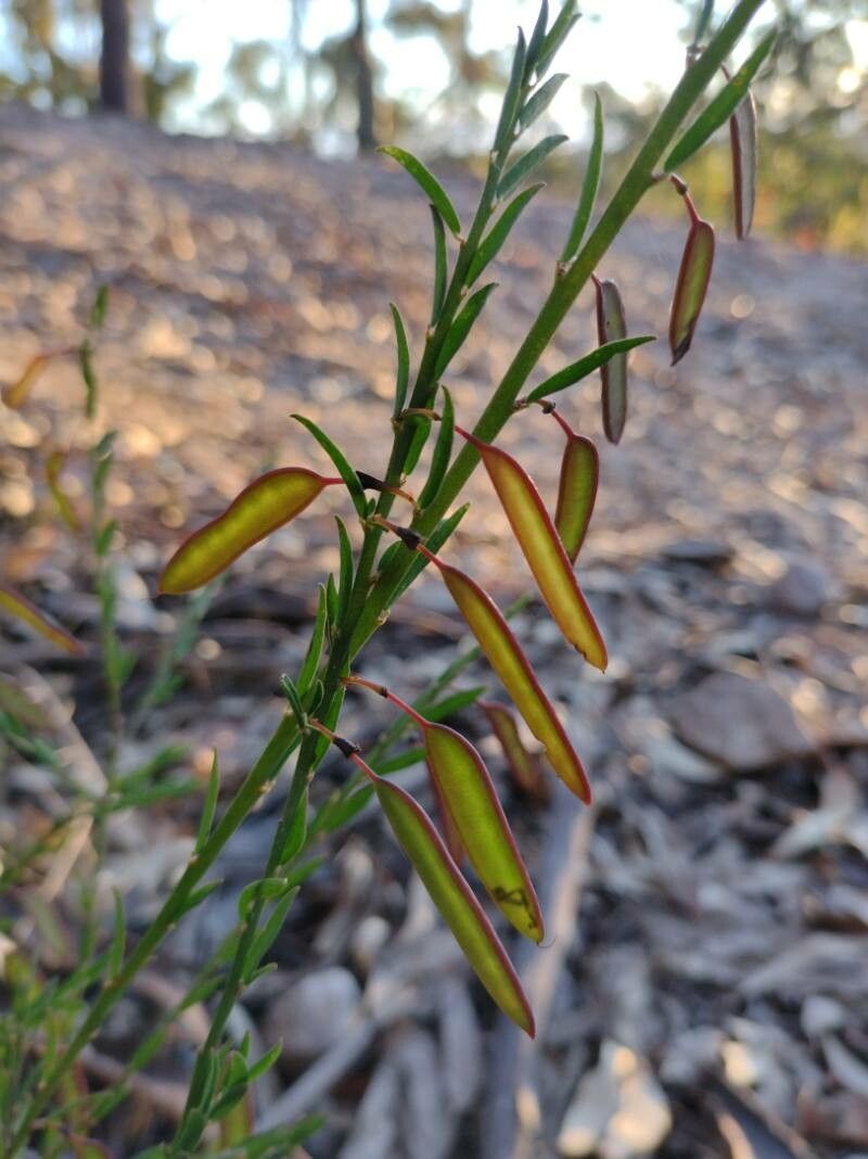 Bossiaea heterophylla fruit