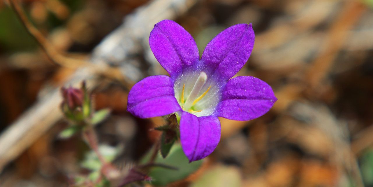 Campanula drabifolia flower