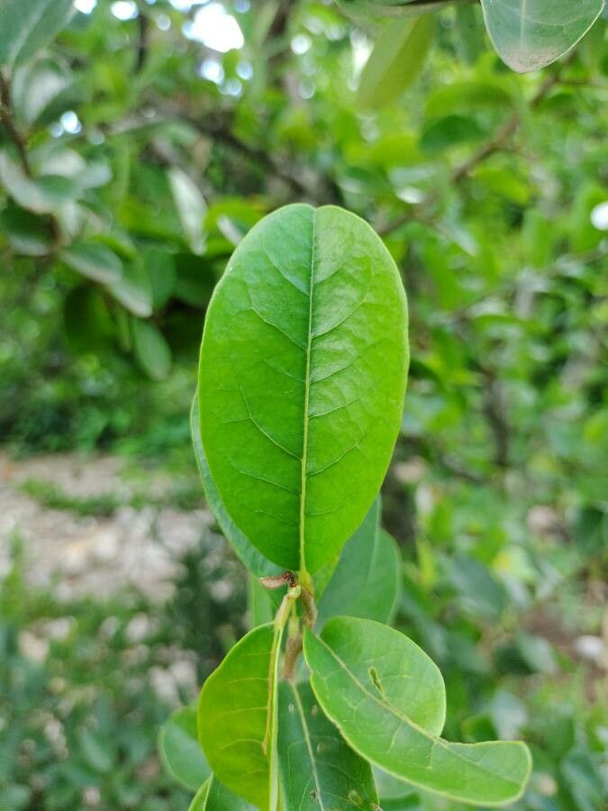 Annona spinescens leaf