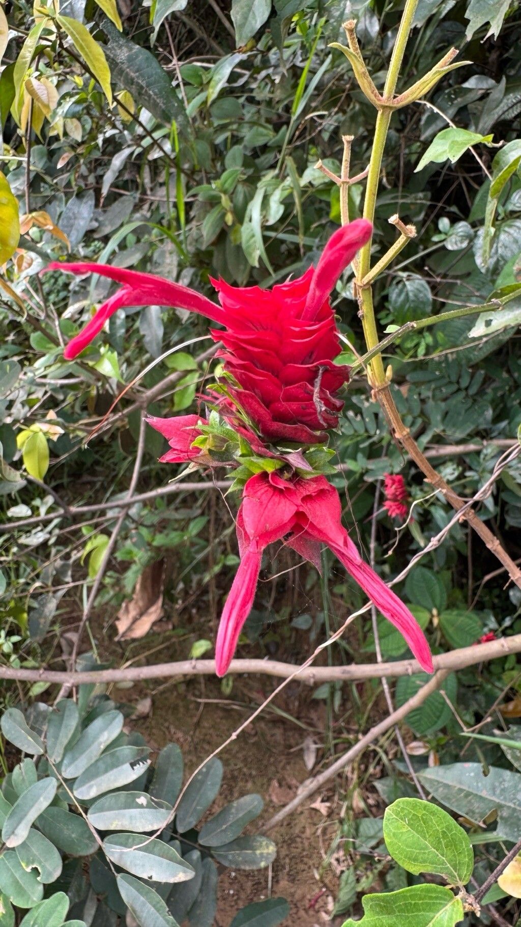 Lepidagathis floribunda flower