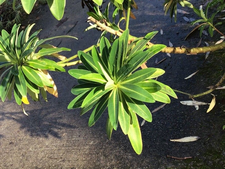 Euphorbia stygiana — search result for 'Azores'