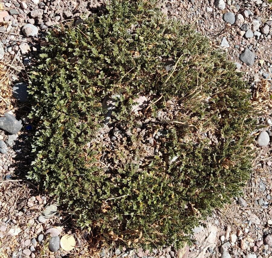 Acaena caespitosa habit