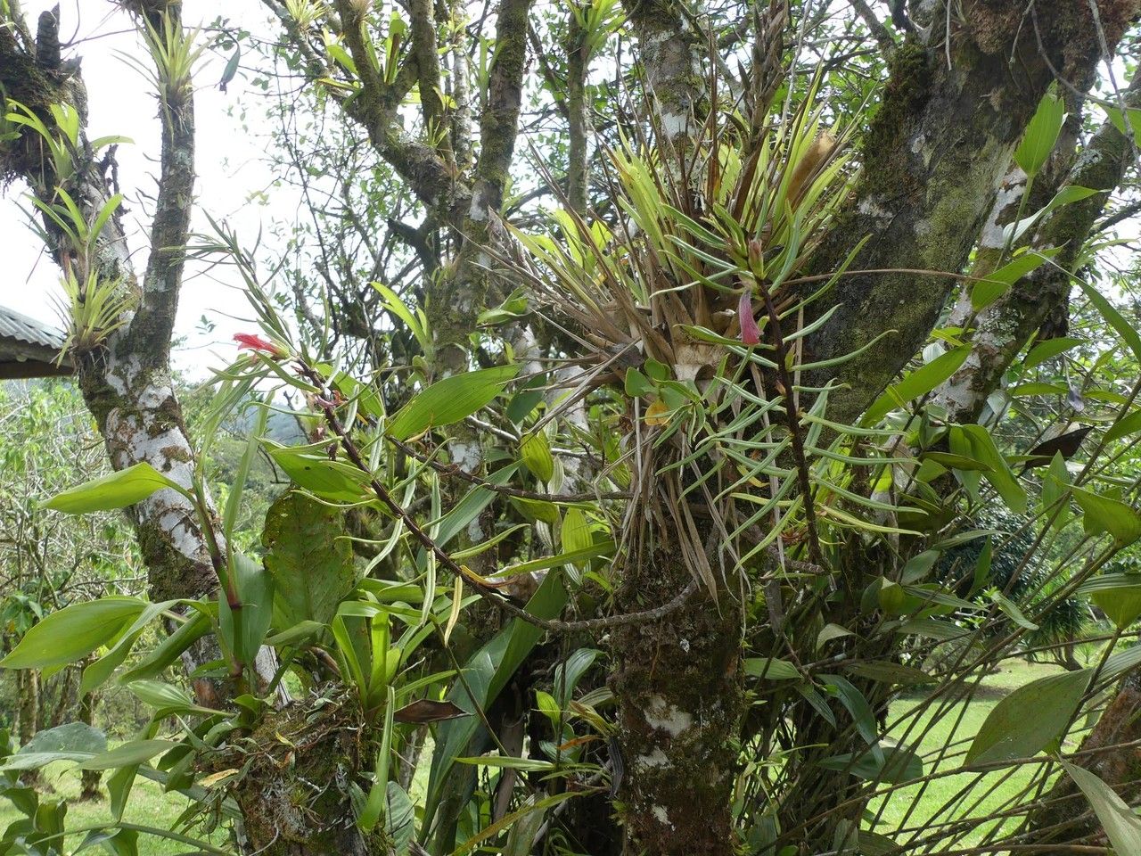 Columnea linearis habit