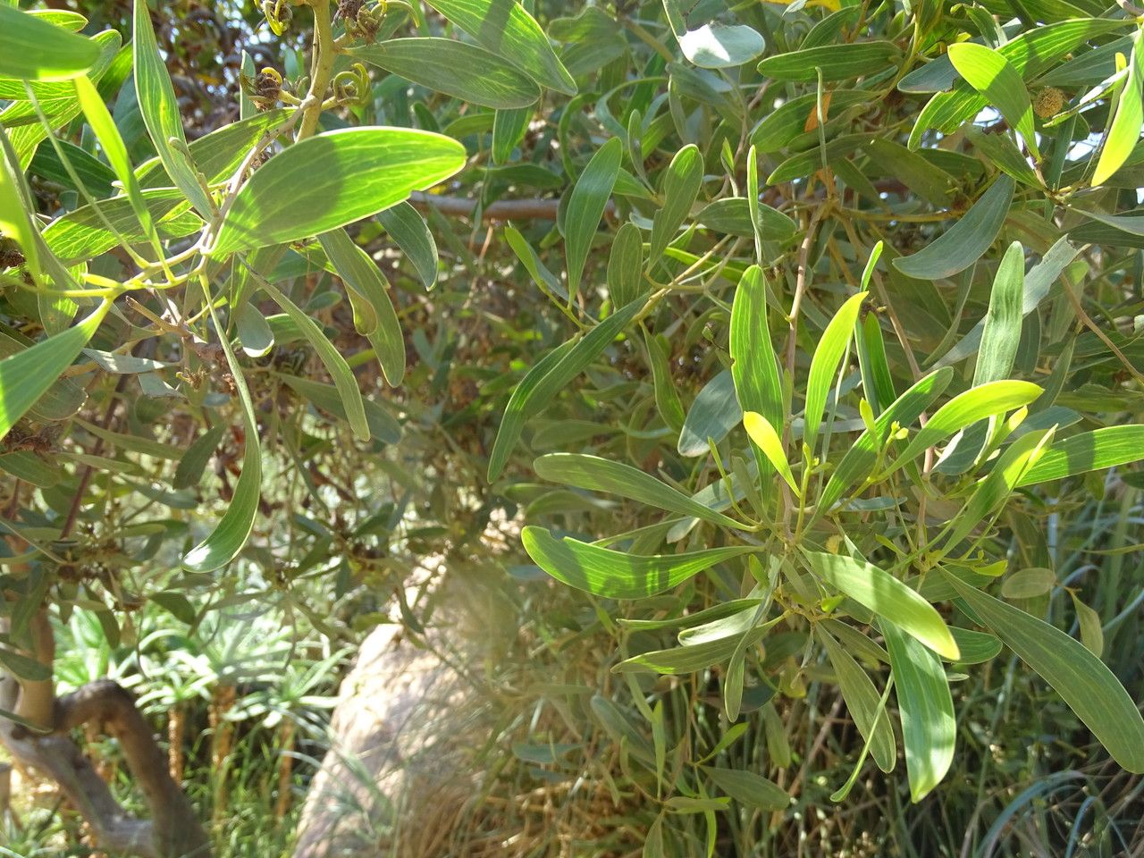 Acacia melanoxylon — search result for 'Acacia'