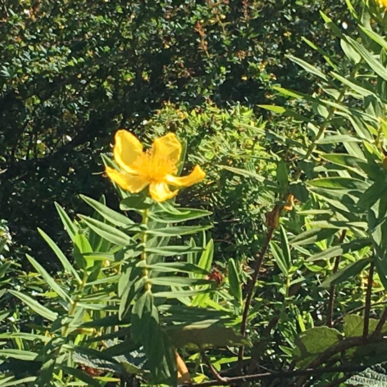 Hypericum podocarpoides — houseplant care guide