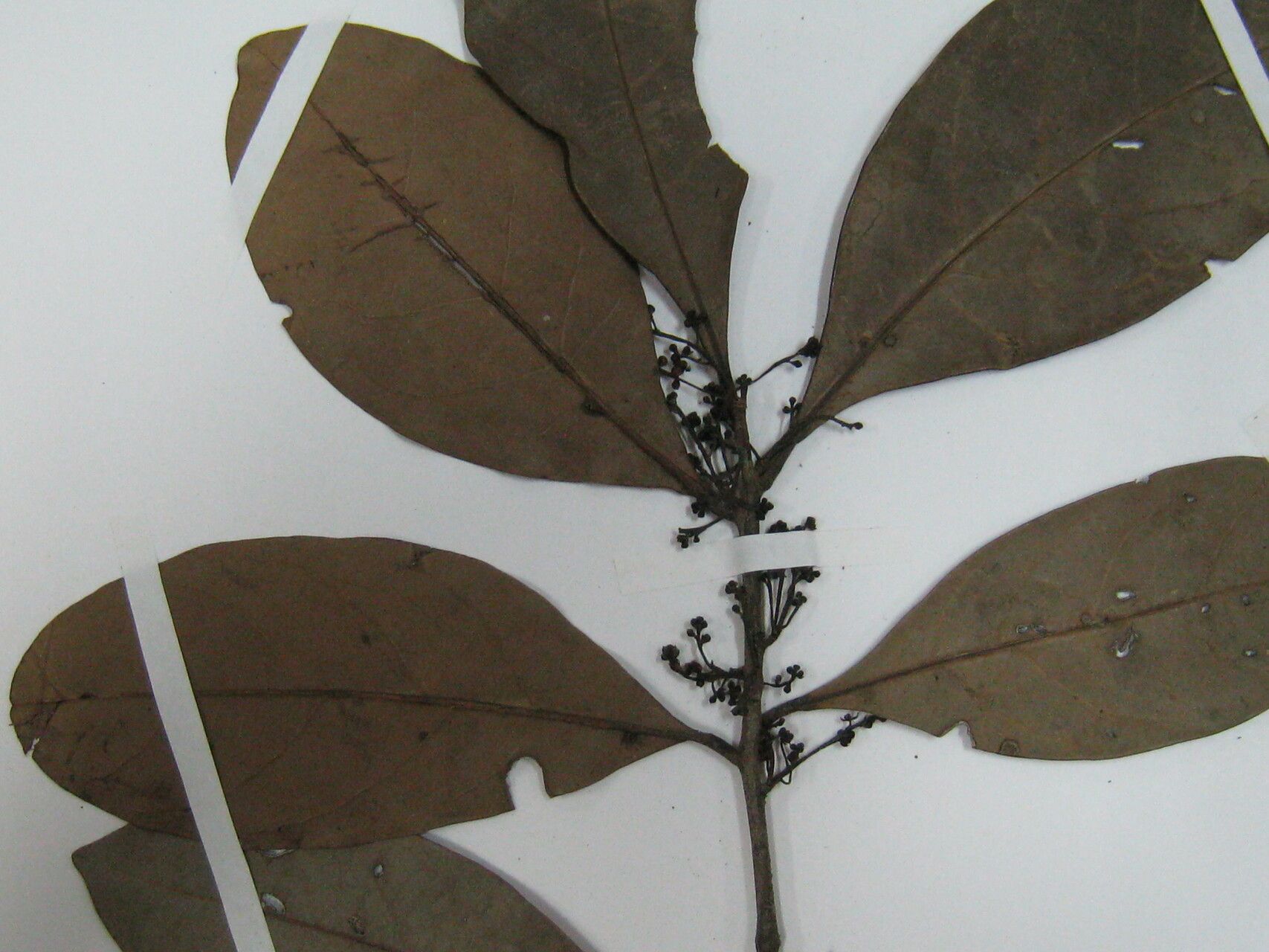 Ocotea schomburgkiana — houseplant care guide