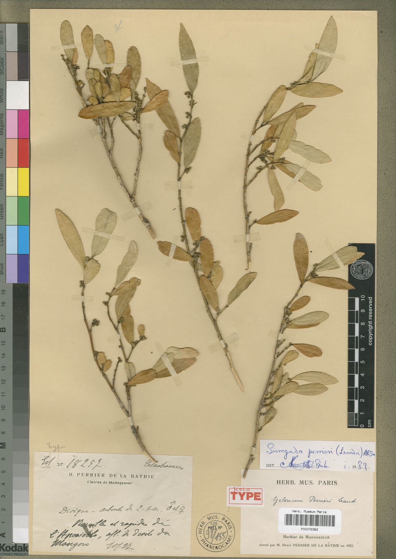 Suregada perrieri — houseplant care guide