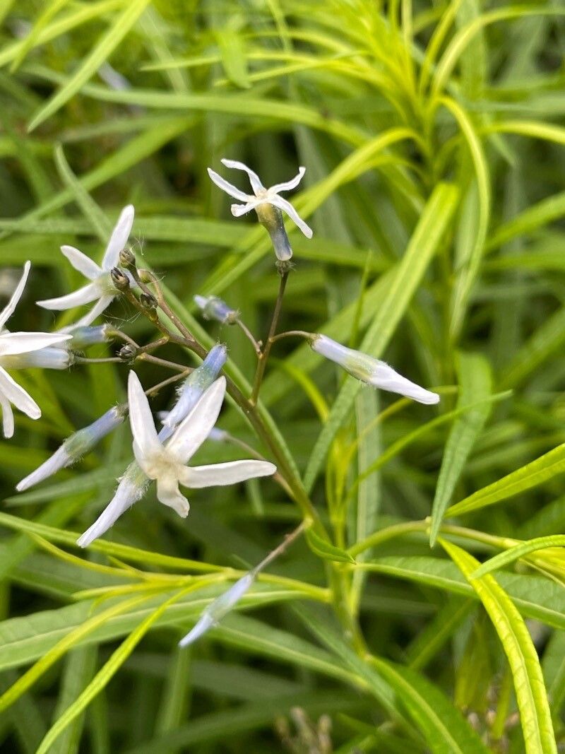 Amsonia ciliata flower