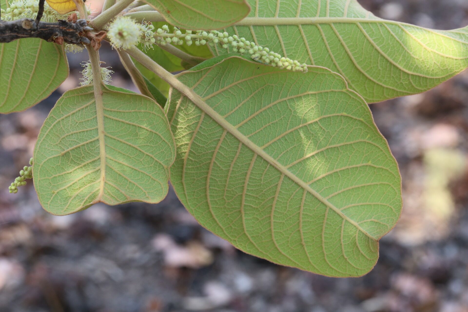 Terminalia mollis — search result for 'Terminalia'