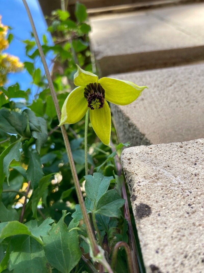 Clematis orientalis flower