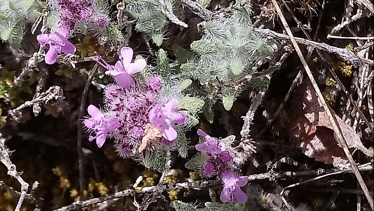 Thymus dolomiticus flower