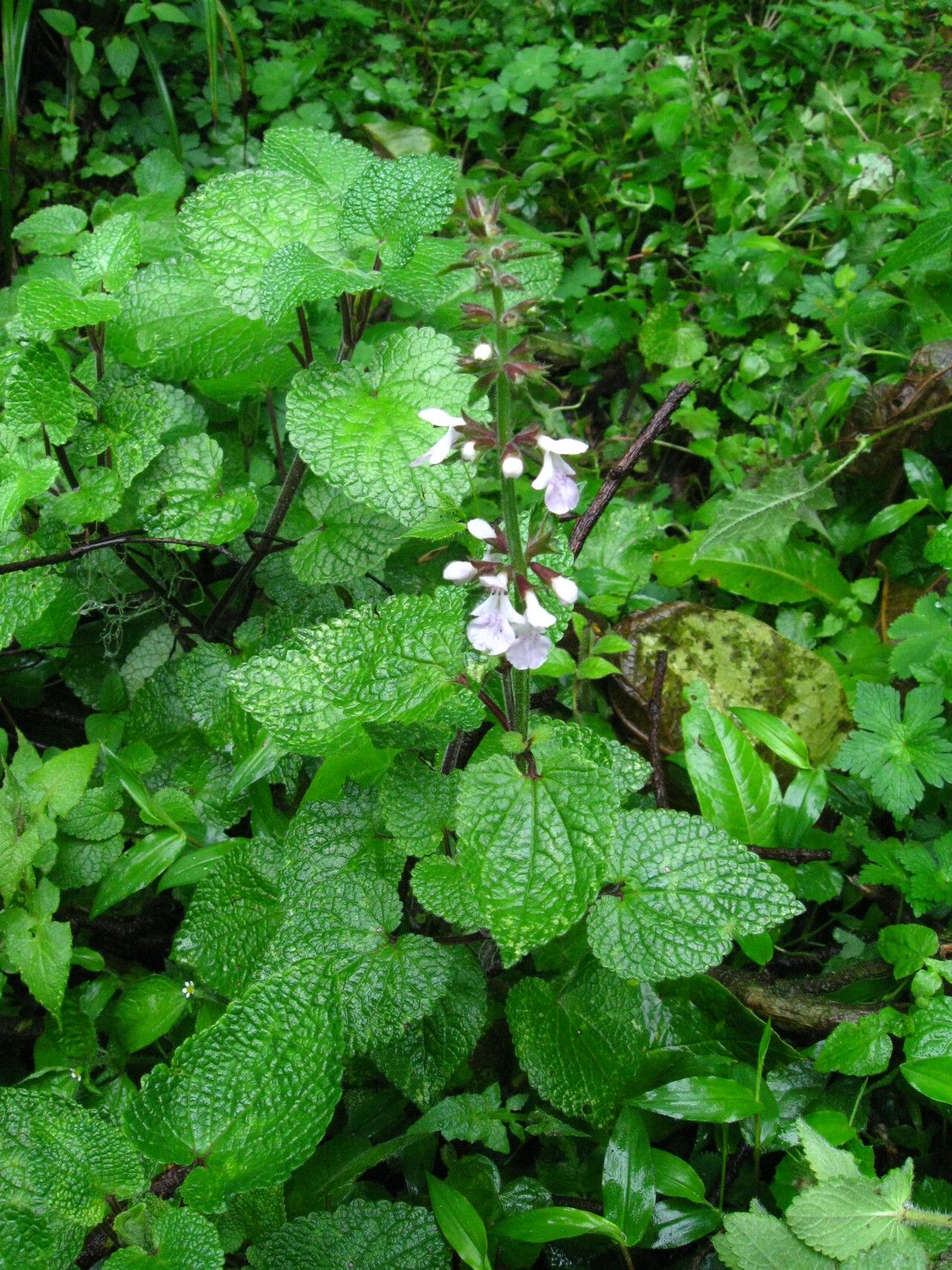 Stachys aculeolata leaf