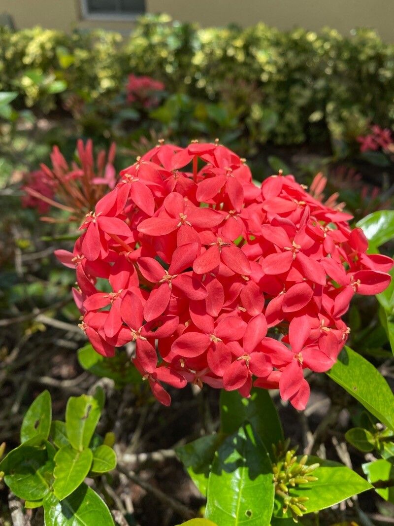 Ixora spp. flower