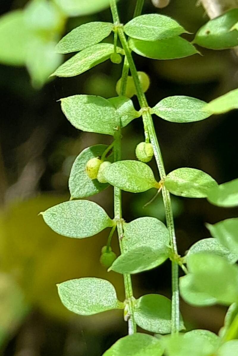 Galium lilloi fruit