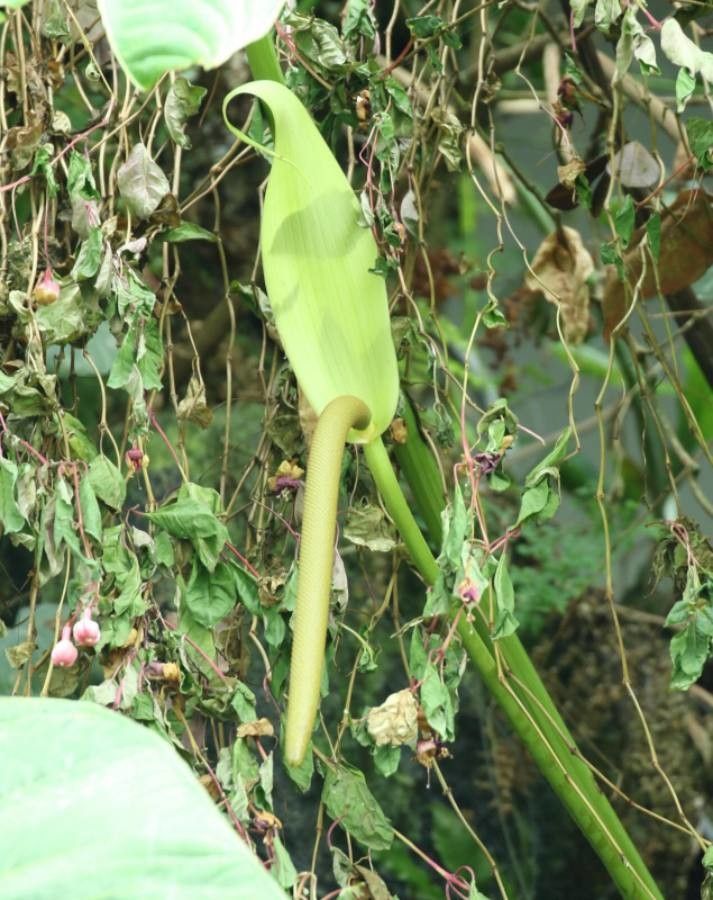 Anthurium grandifolium flower