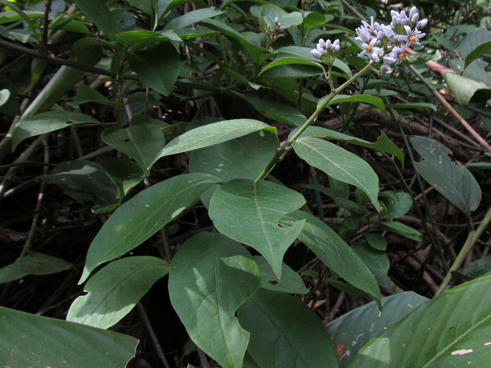 Solanum terminale habit