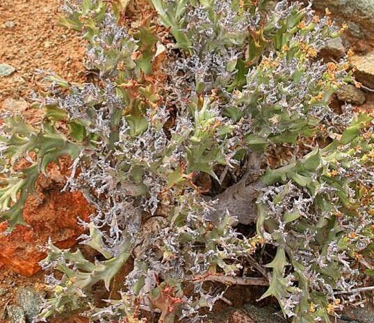 Euphorbia gariepina — houseplant care guide