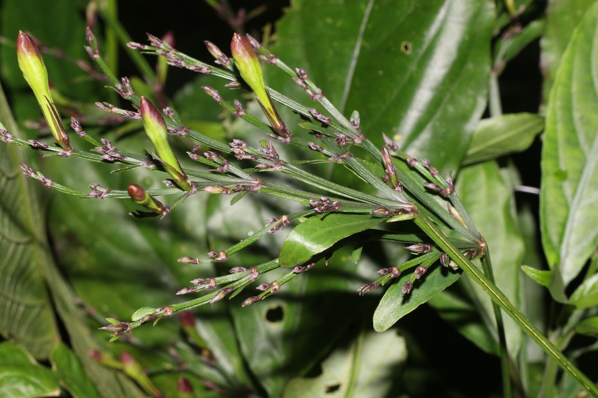 Ruellia stemonacanthoides fruit