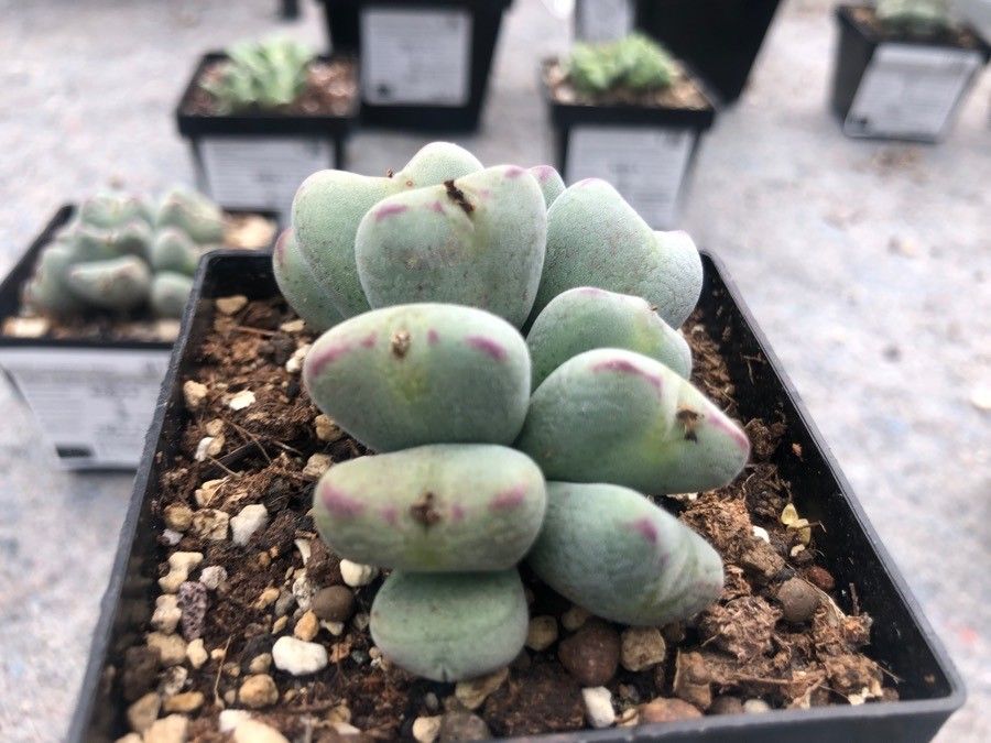 Conophytum bilobum leaf