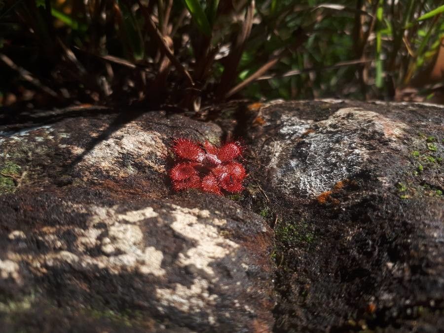 Drosera spirocalyx habit