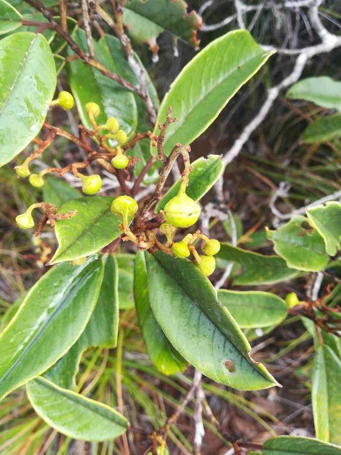 Alphitonia neocaledonica fruit