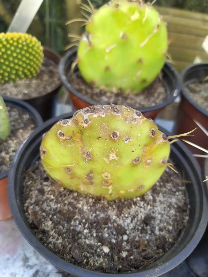 Opuntia rastrera — houseplant care guide