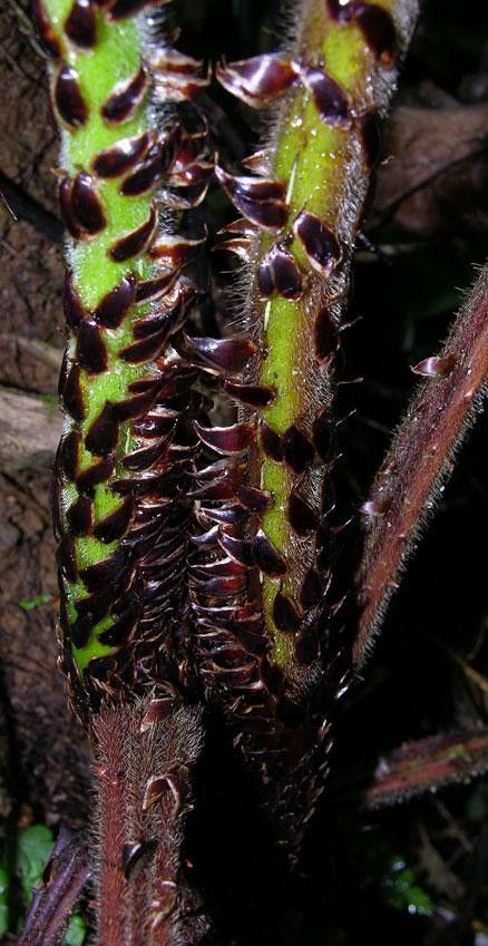 Cyathea bicrenata fruit
