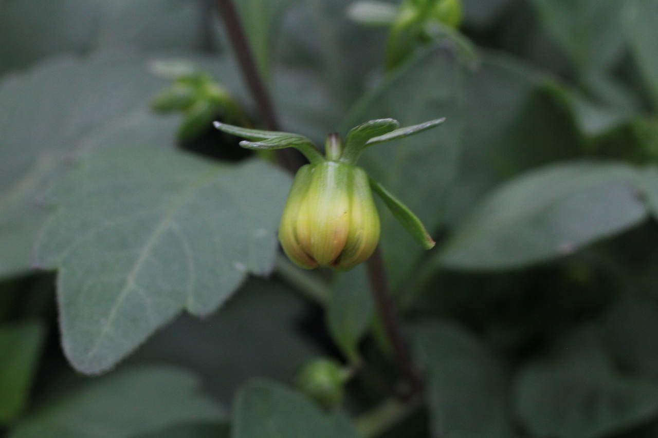 Dahlia spp. fruit