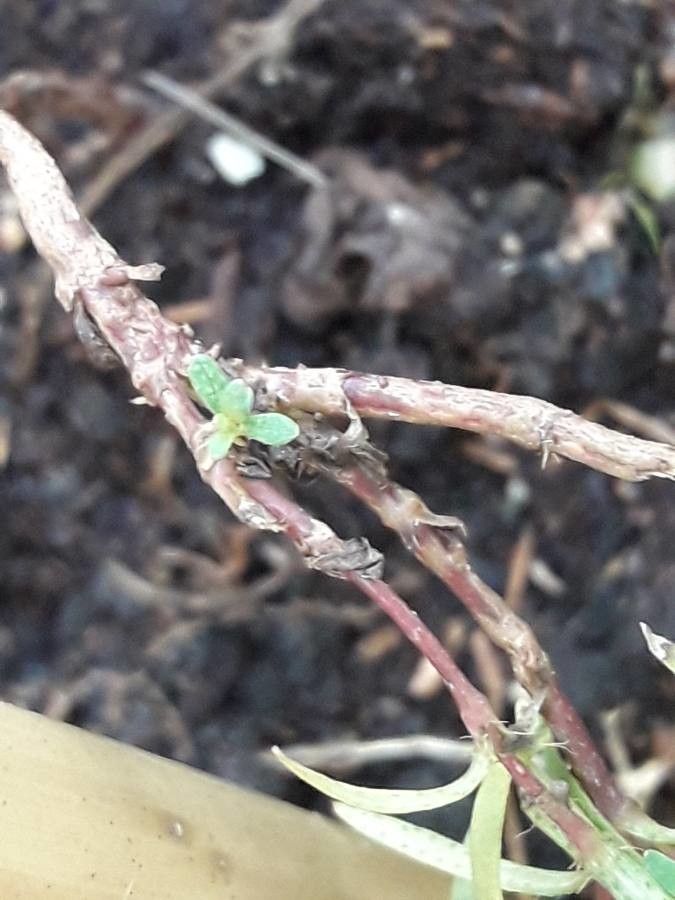 Pectis elongata bark
