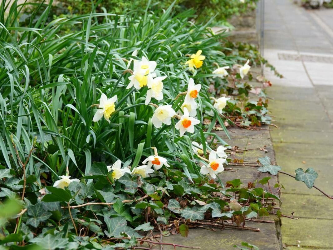 Narcissus × incomparabilis habit