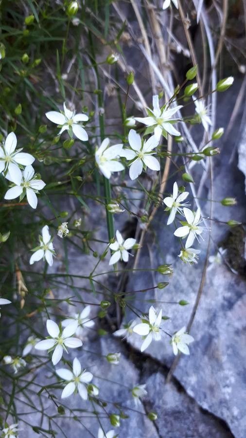 Minuartia grignensis flower