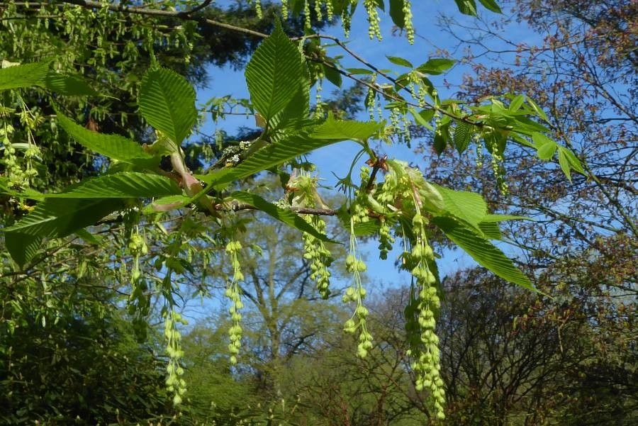 Acer carpinifolium flower