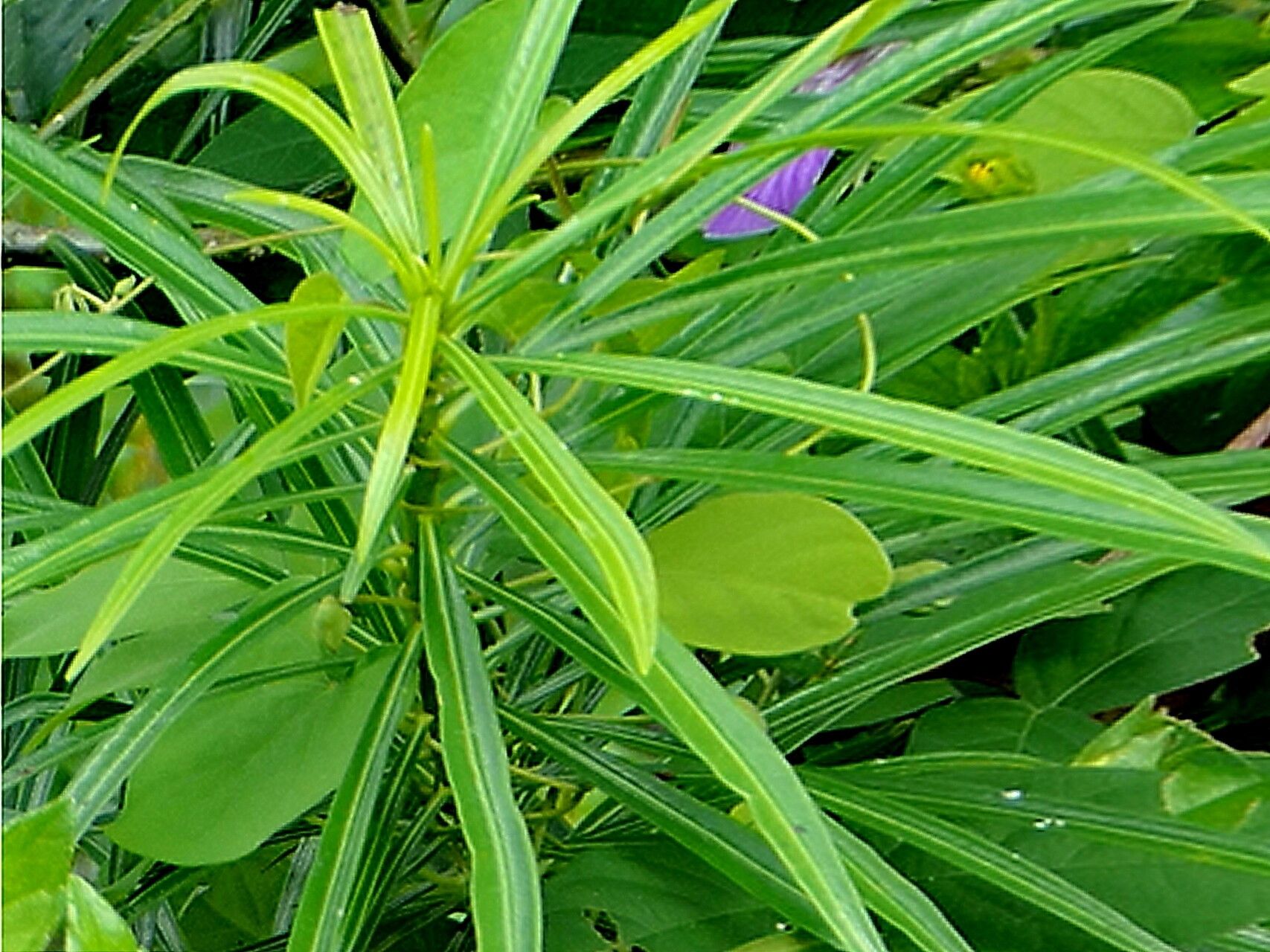 Centrosema molle — related species from the same genus