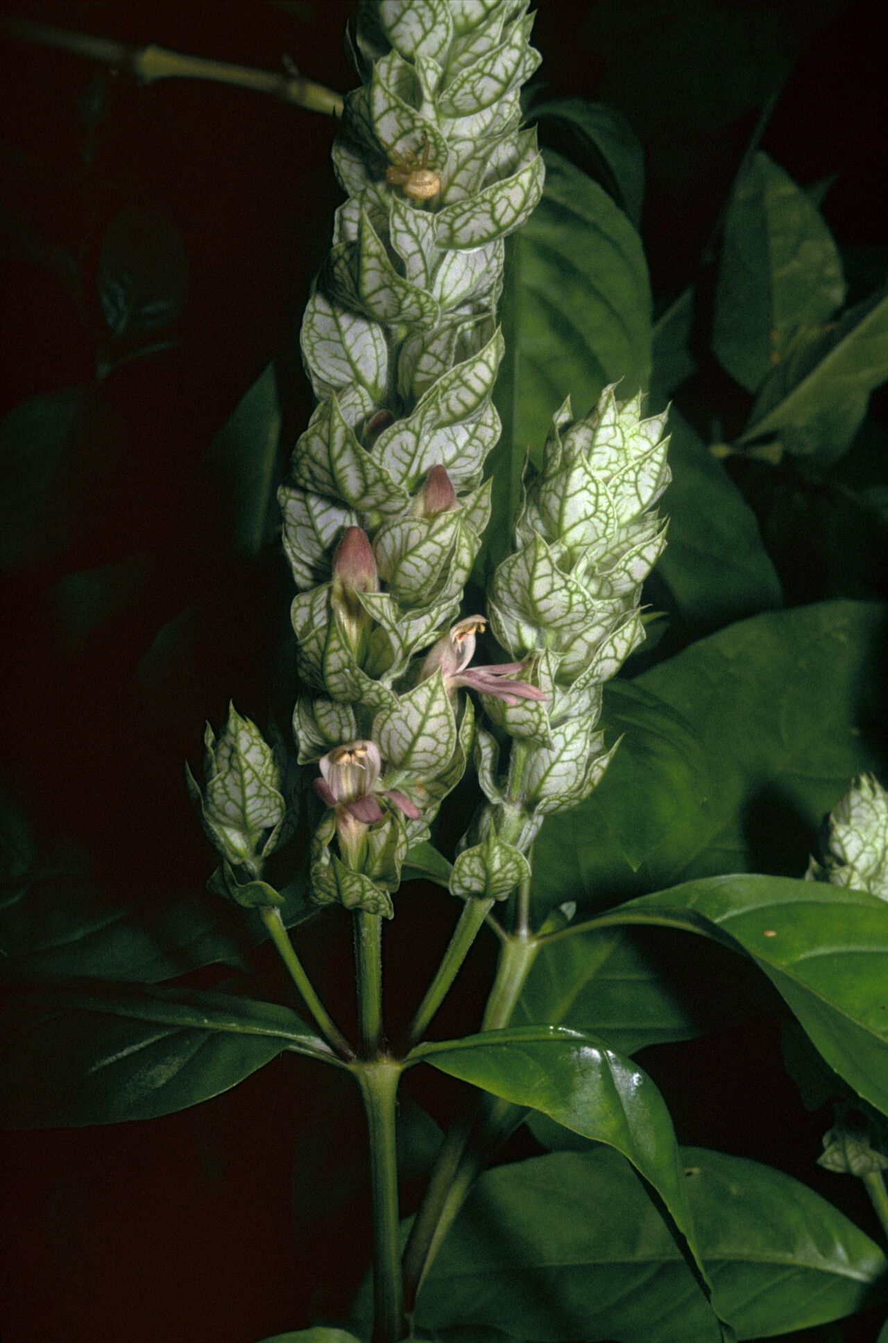 Nicoteba betonica flower