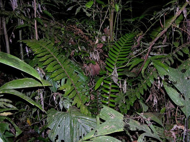Cyathea ursina habit