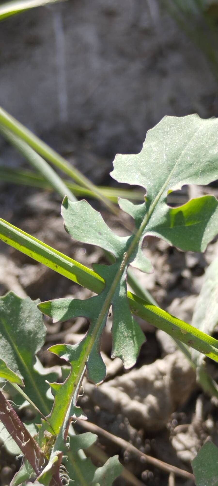 Lactuca dissecta leaf