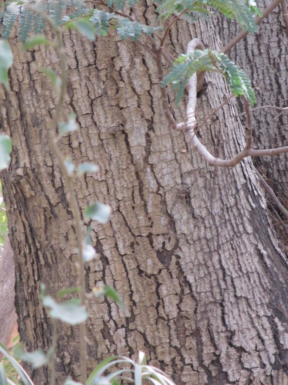 Peltophorum pterocarpum bark