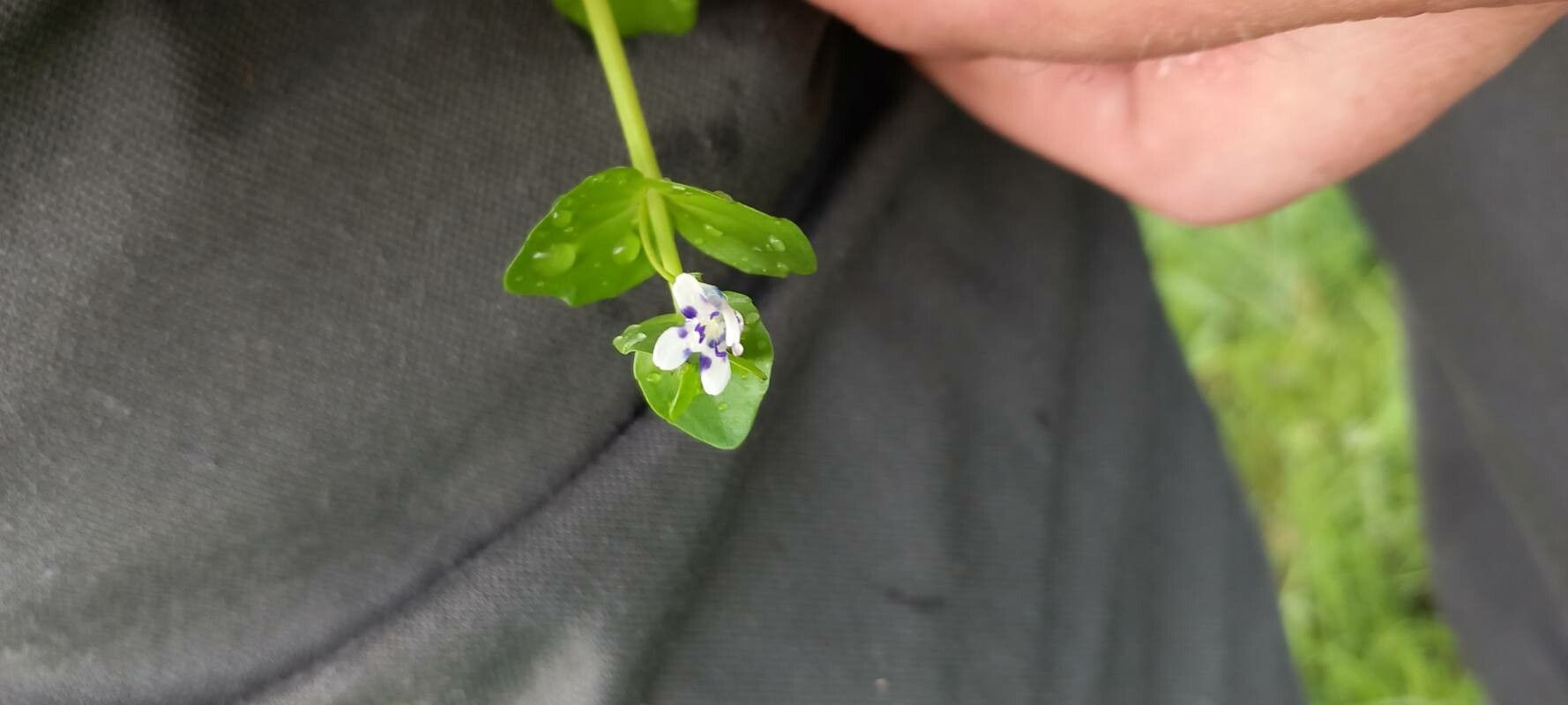 Lindernia microcalyx flower