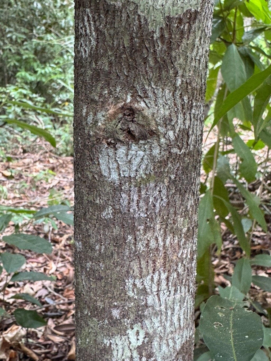 Annona acutiflora bark