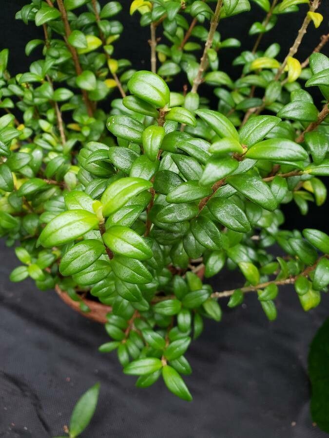 Aeschynanthus buxifolius leaf