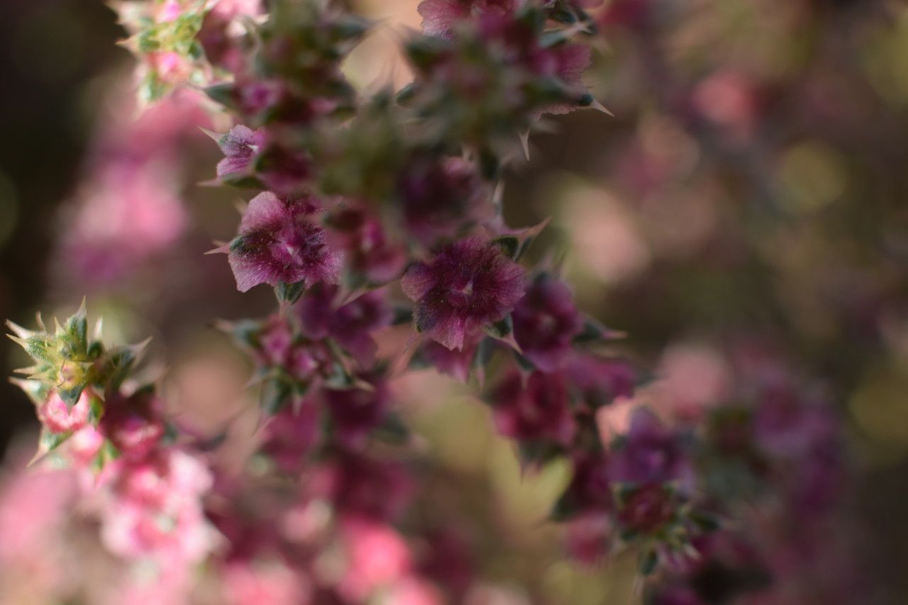 Salsola tragus flower
