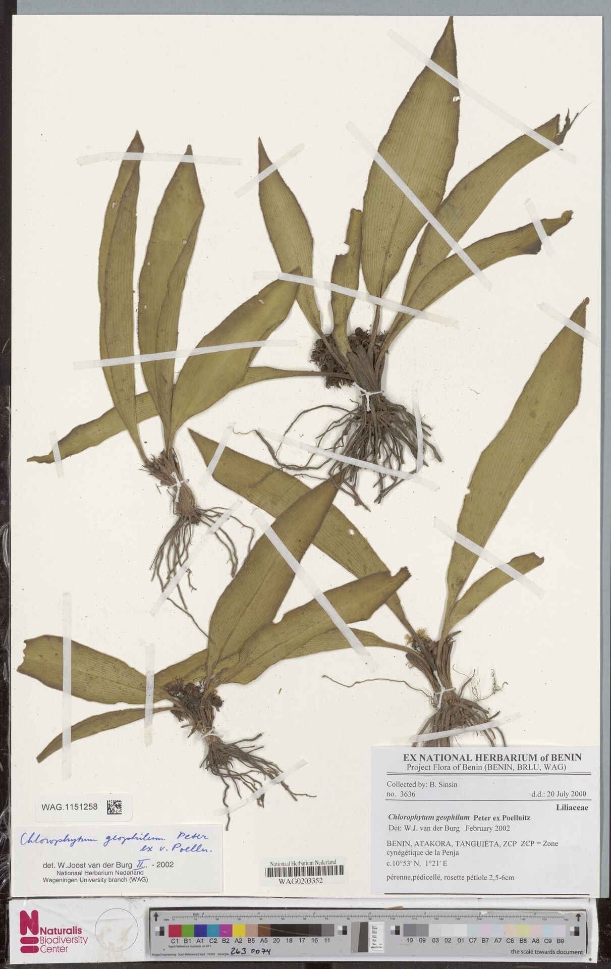 Chlorophytum geophilum other