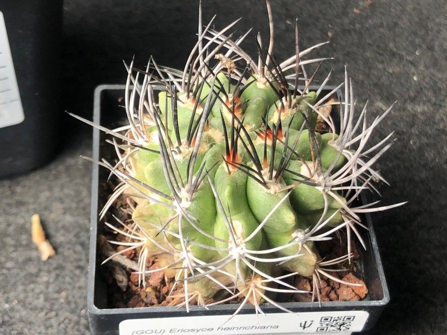 Eriosyce heinrichiana leaf