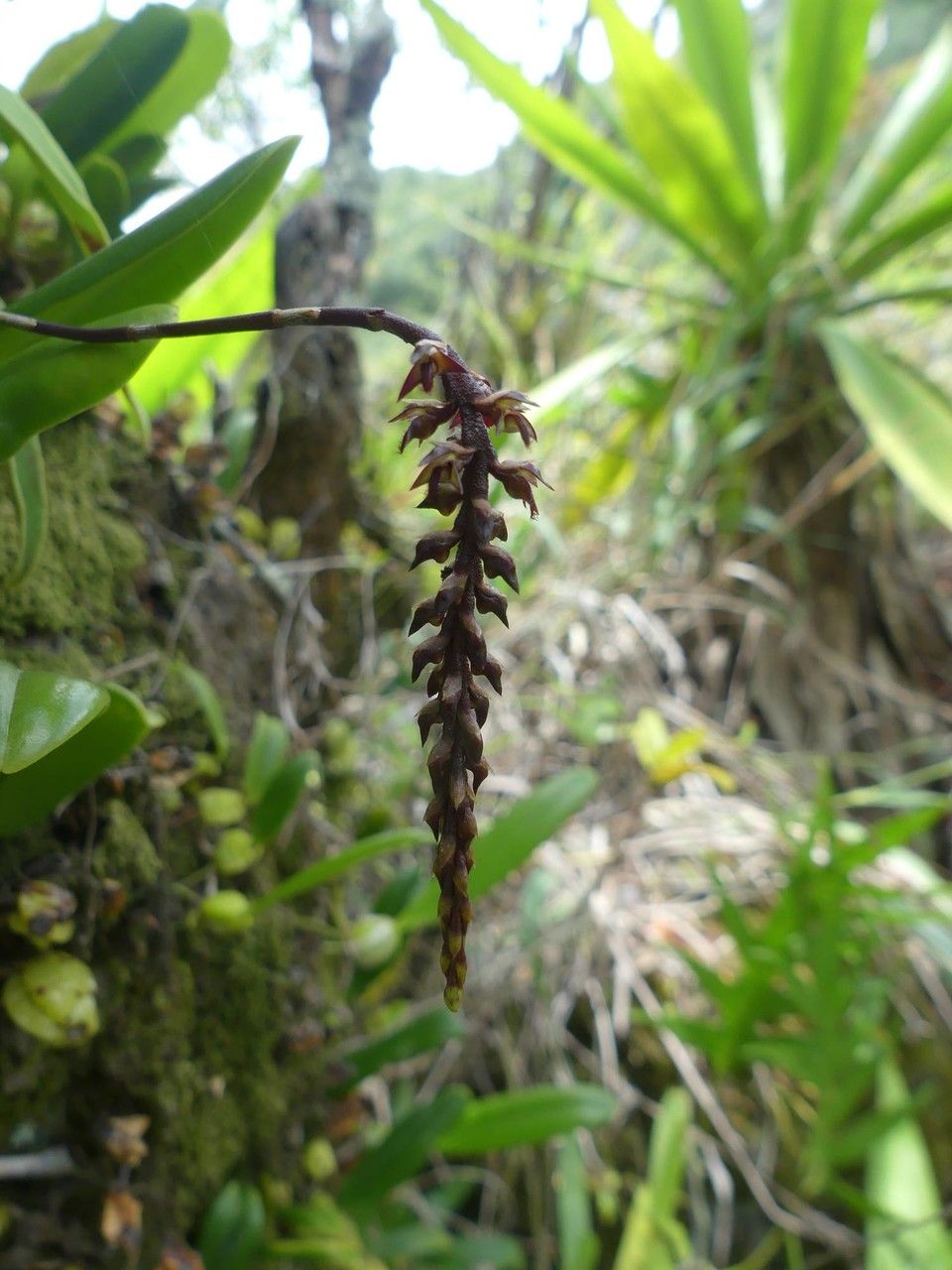 Bulbophyllum incurvum flower