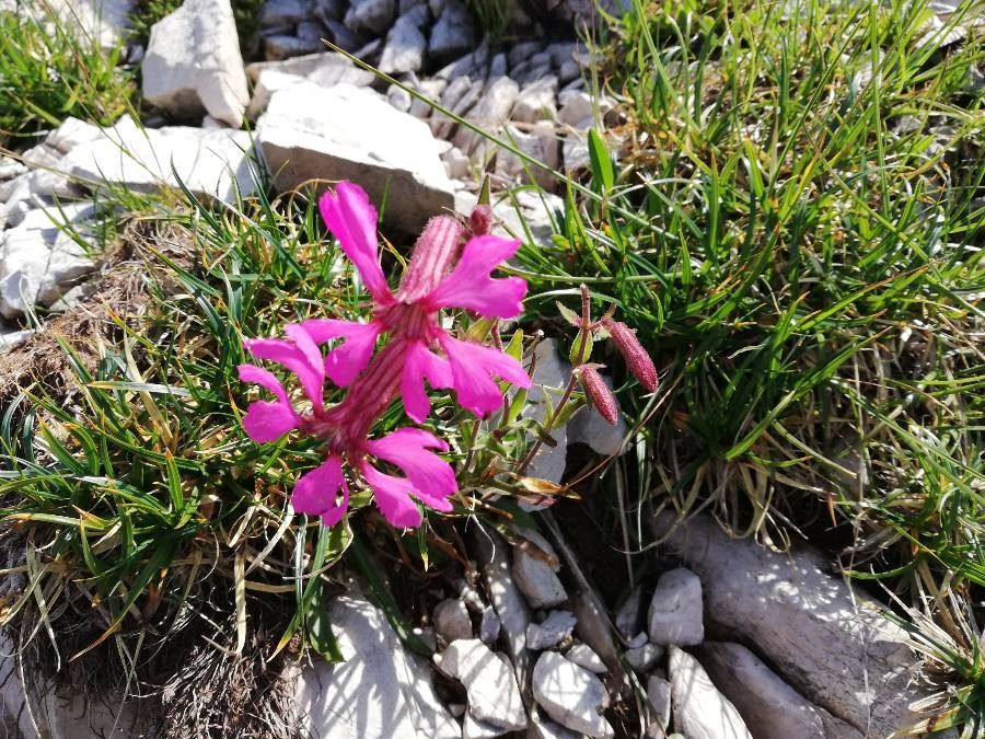 Silene elisabethae flower